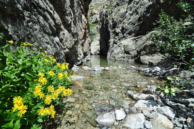 Plants growing on rocks by river