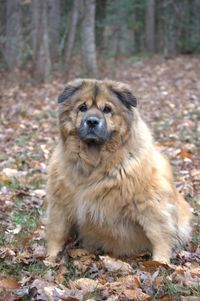 Portrait of dog sitting on field