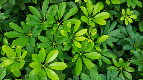 High angle view of plants growing on field