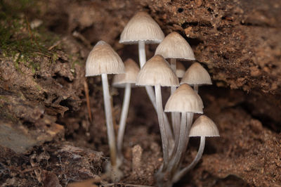 mushroom