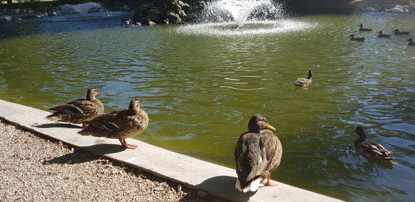 High angle view of ducks swimming on lake