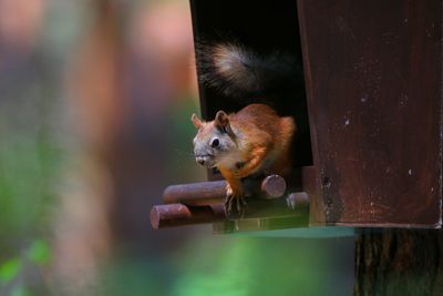View of a squirrel in the feeder