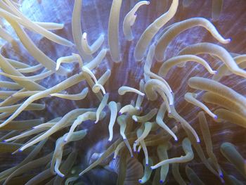 Close-up of fish underwater