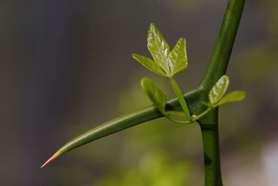 Close-up of plant