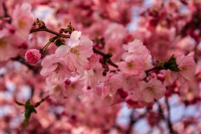 Close-up of cherry blossoms