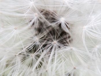 Close-up of dandelion flower