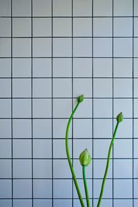 Low angle view of leaf on floor against wall
