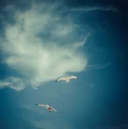 Low angle view of seagulls flying against sky