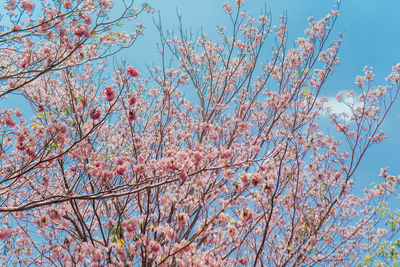 Low angle view of flowering tree against blue sky