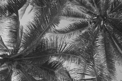 Close-up of palm tree