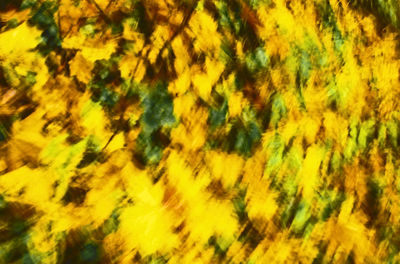 Full frame shot of yellow tree