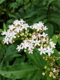 Close-up of white flowers blooming outdoors