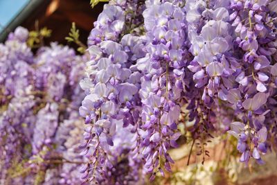 Close-up of purple flowering plants