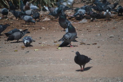 Birds perching on ground