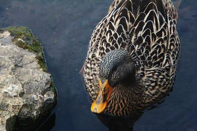 Close-up view of an animal