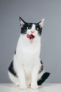 Close-up of cat on cube against gray background