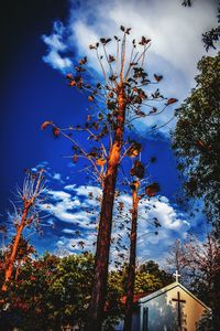 Low angle view of trees against blue sky