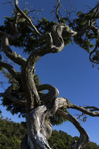 Low angle view of tree against blue sky