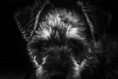 Close-up portrait of dog over black background