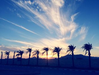 Silhouette palm trees against blue sky