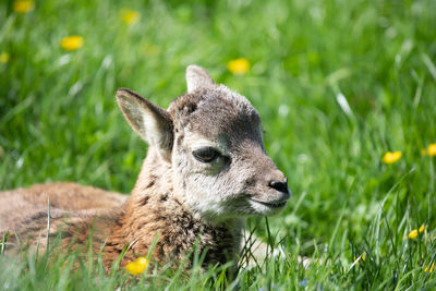 Close-up of deer on grassy field