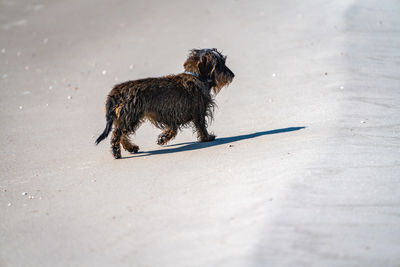 Black dog running on land