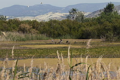 Scenic view of field against mountains
