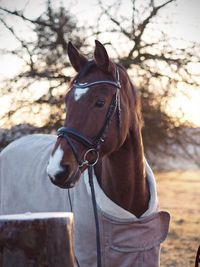 Horse in the field