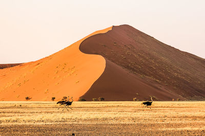 Scenic view of desert against clear sky