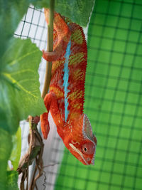 Close-up of lizard