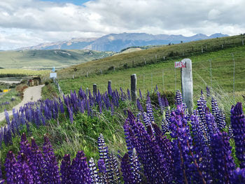 Purple flowering plants on field by mountains against sky