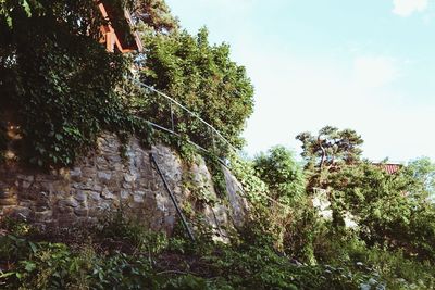 Low angle view of trees