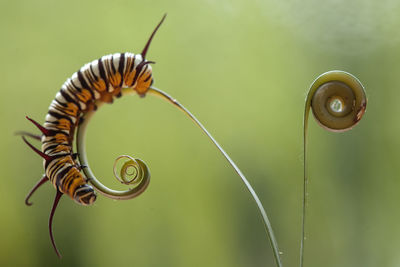 Beautiful caterpillar on fern