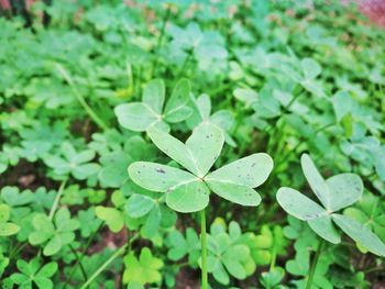 Close-up of fresh green plants