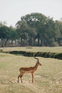 Deer standing on field