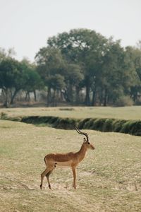 Impala antilope standing on field serengeti 