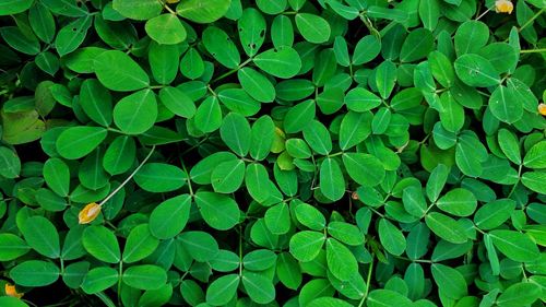 Full frame shot of leaves on field