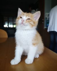 Kitten sitting on table at home