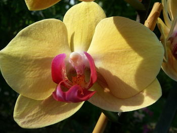 Close-up of orchid blooming outdoors