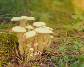 Close-up of mushrooms on field