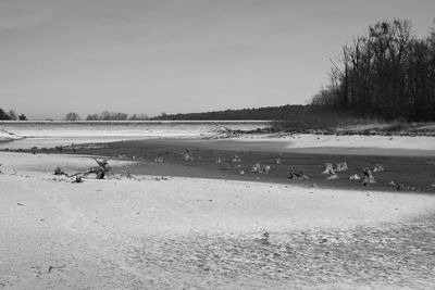 View of birds on land against sky