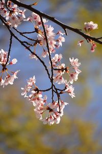 Close-up of cherry blossoms in spring