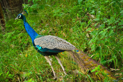 Peacock perching on a field