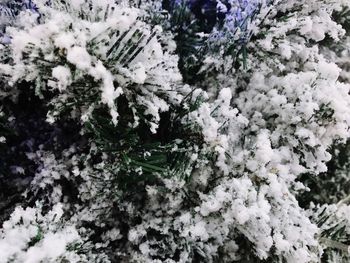 Full frame shot of frozen plants