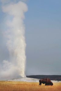 American bison grazing by geyser at yellowstone national park against sky