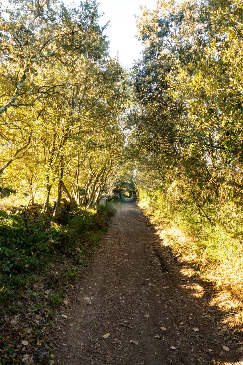 FOOTPATH AMIDST TREES IN FOREST DURING AUTUMN