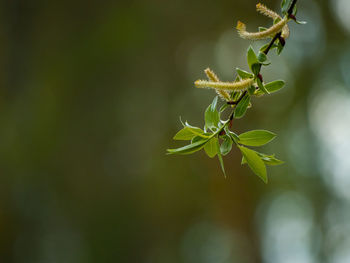 Close-up of plant