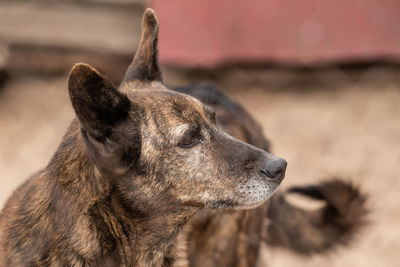 Close-up of a dog looking away