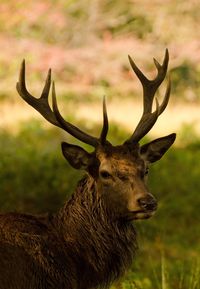 Close-up of stag standing on field