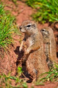 Chipmunk watches his environment with his family